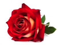 Damašská ruža